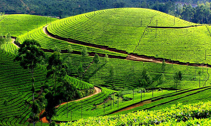 munnar